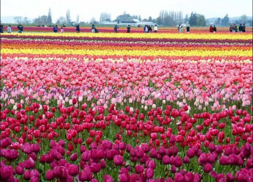 Tulip Garden